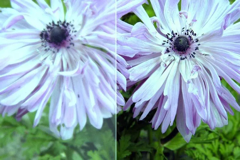 decorative ornamental glass old bruges